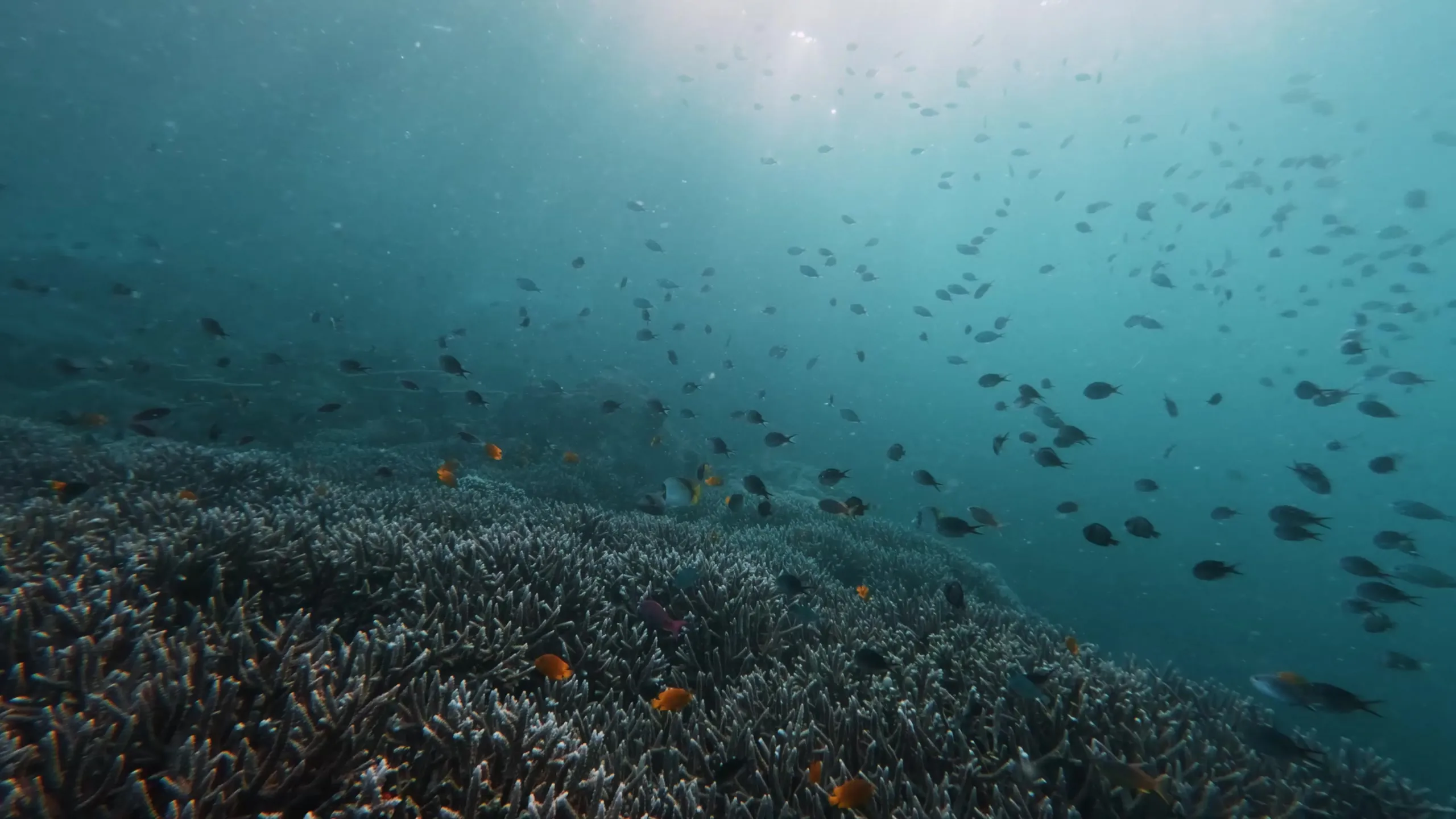 Moana Cruises, Komodo, frame 2