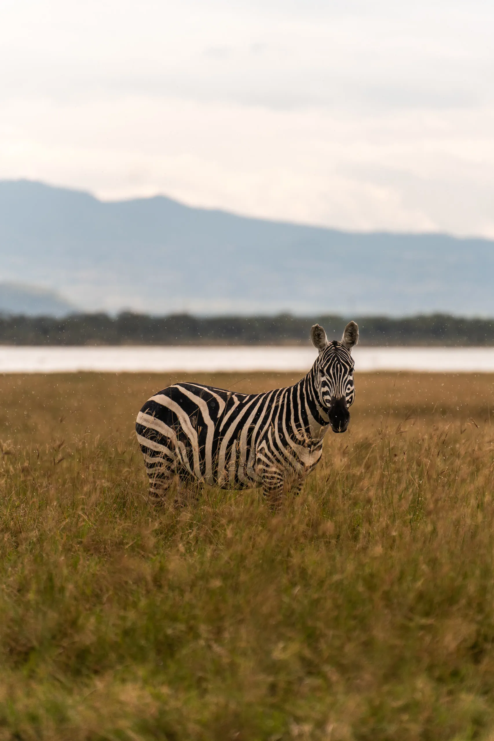 Black Leopard Safaris, frame 3